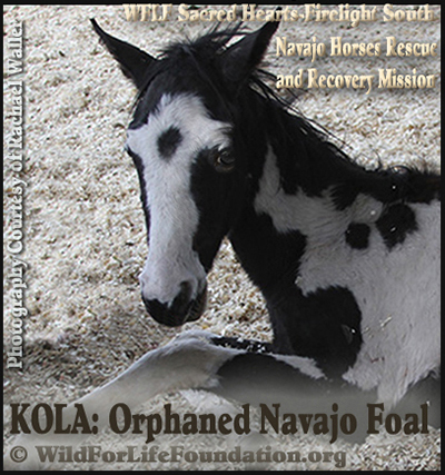 Saving Kola