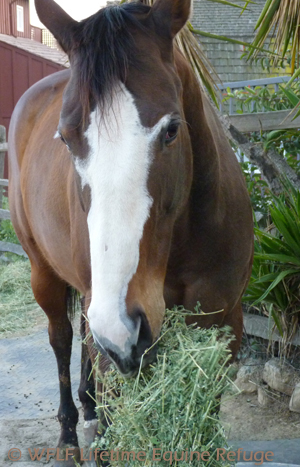 Hay for Hungry Horses