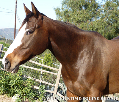 Carmel- Hero for Horses Ambassador