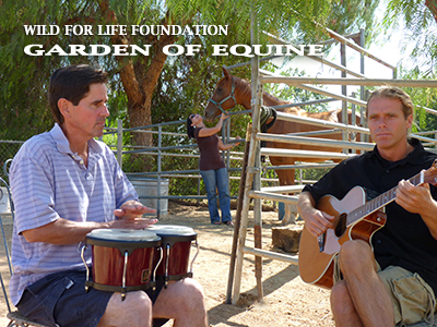 Garden of Equine