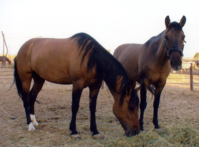 Gypsy and Smudge