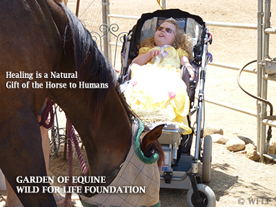 Healing Gift of Horse
