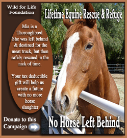 Wanted Horse Campaign