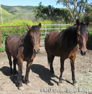 Papala and Tawaci