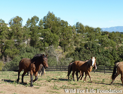 Wild Horse Sanctuary