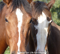 Carmel and Giselle